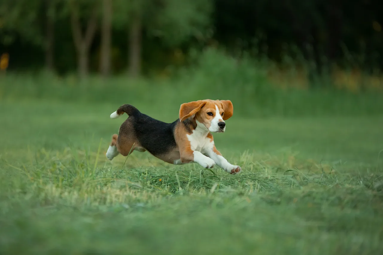 Photo de Beagle