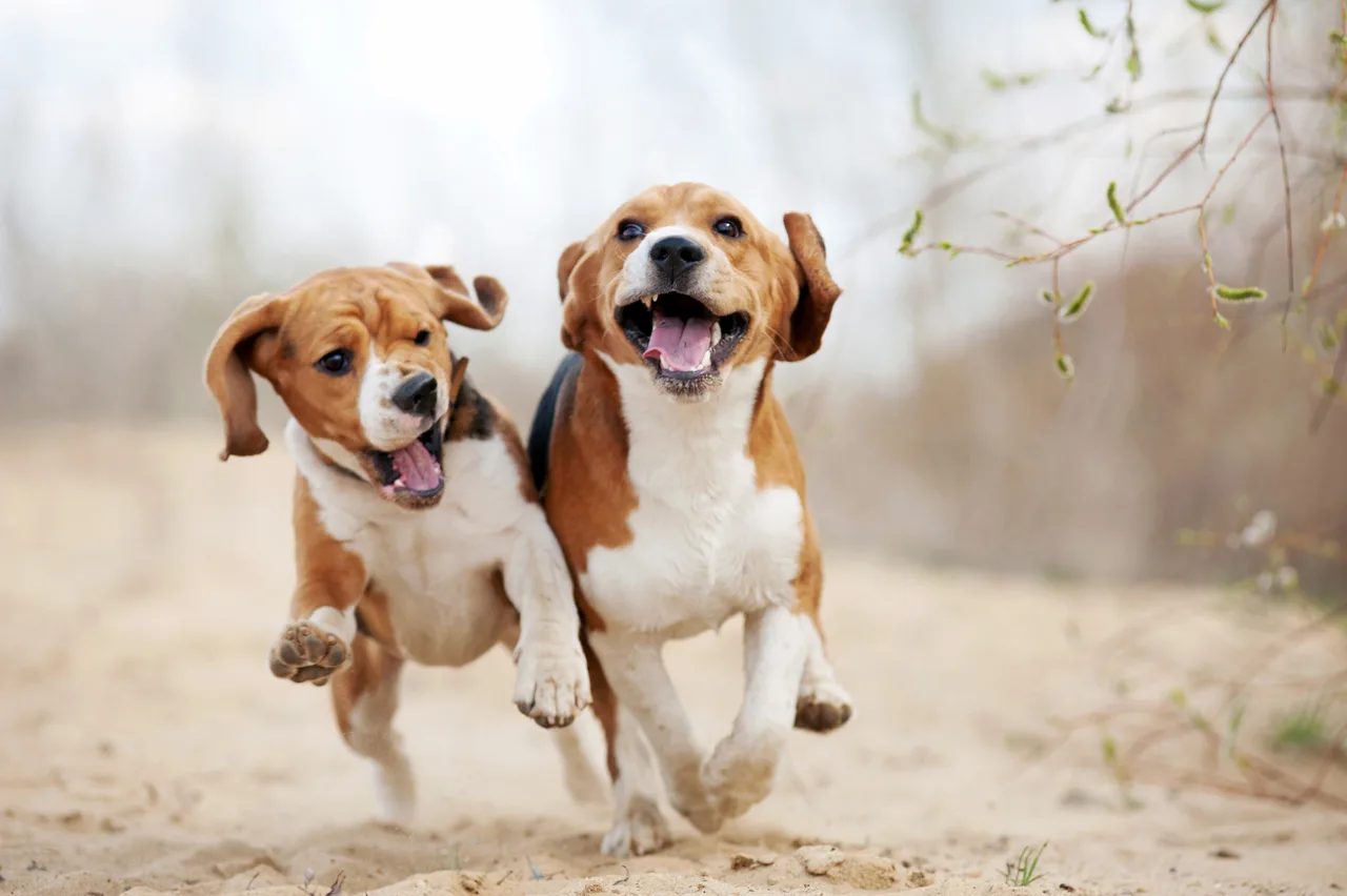 Photo de Beagle