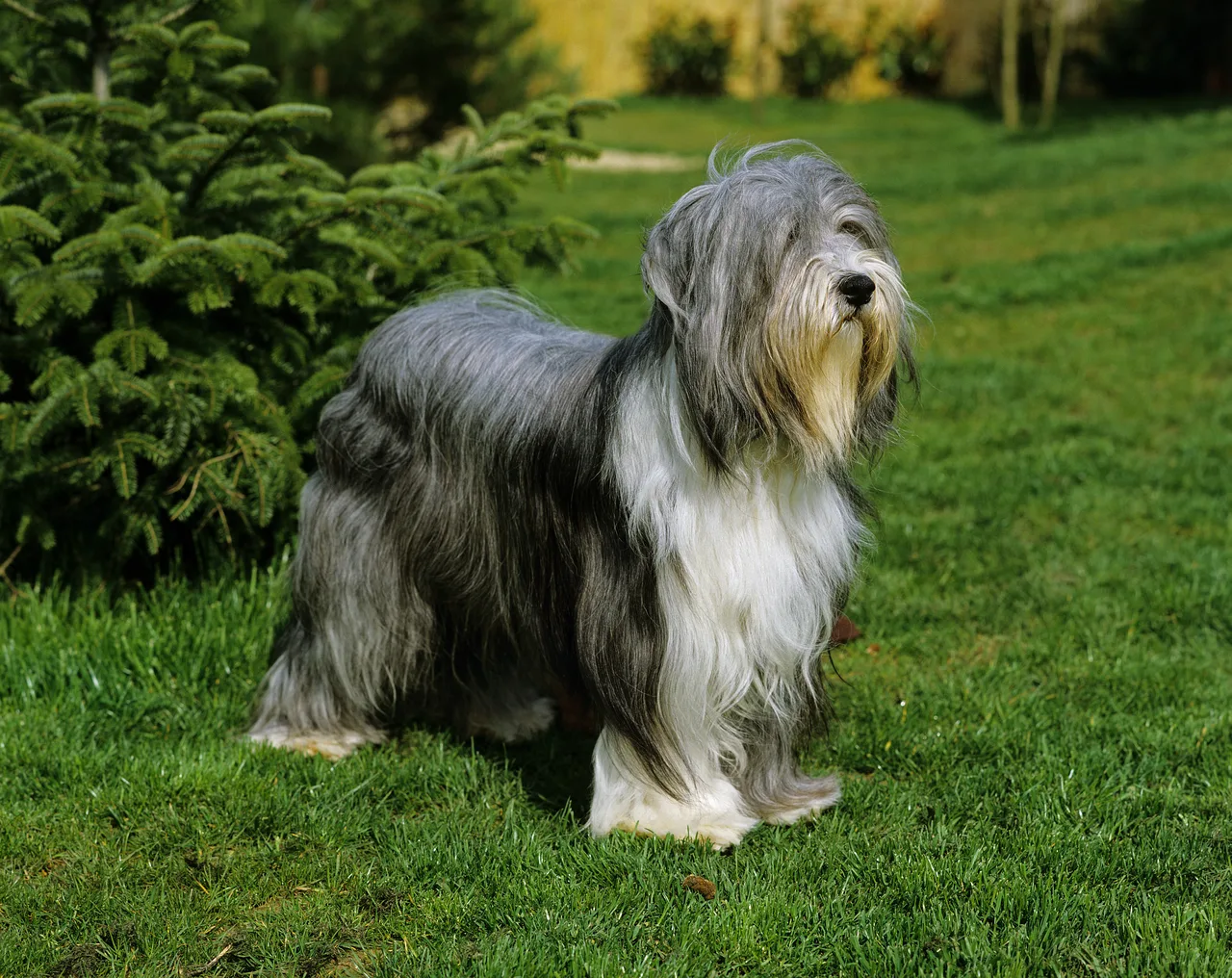 Photo de Bearded Collie