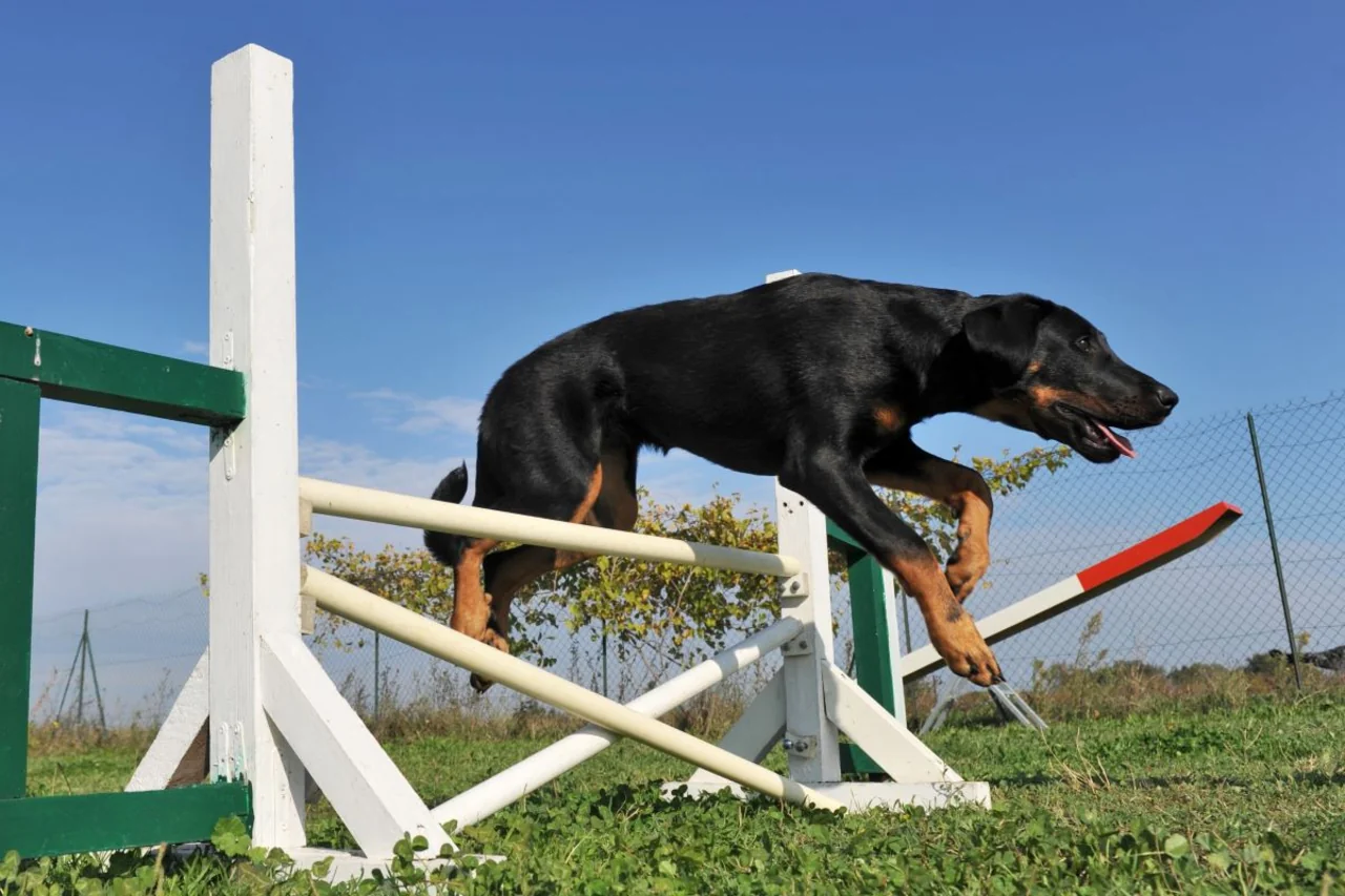 Photo de Beauceron