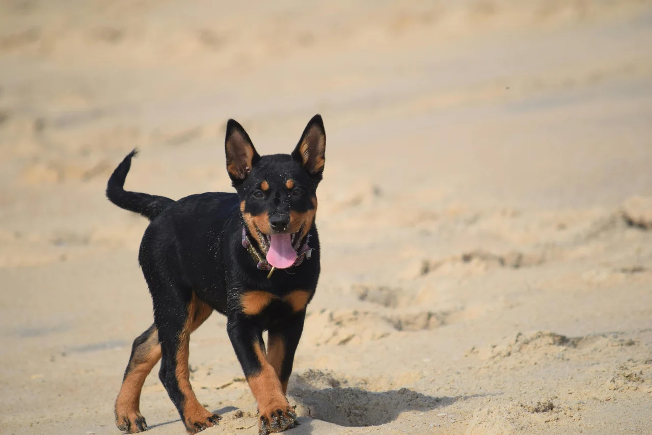 Photo de Beauceron