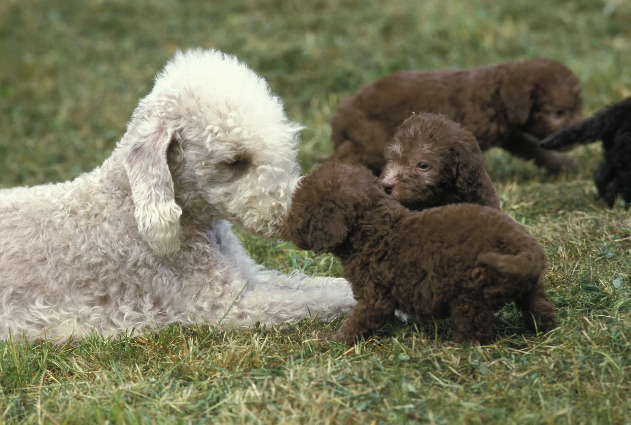 Photo de Bedlington Terrier