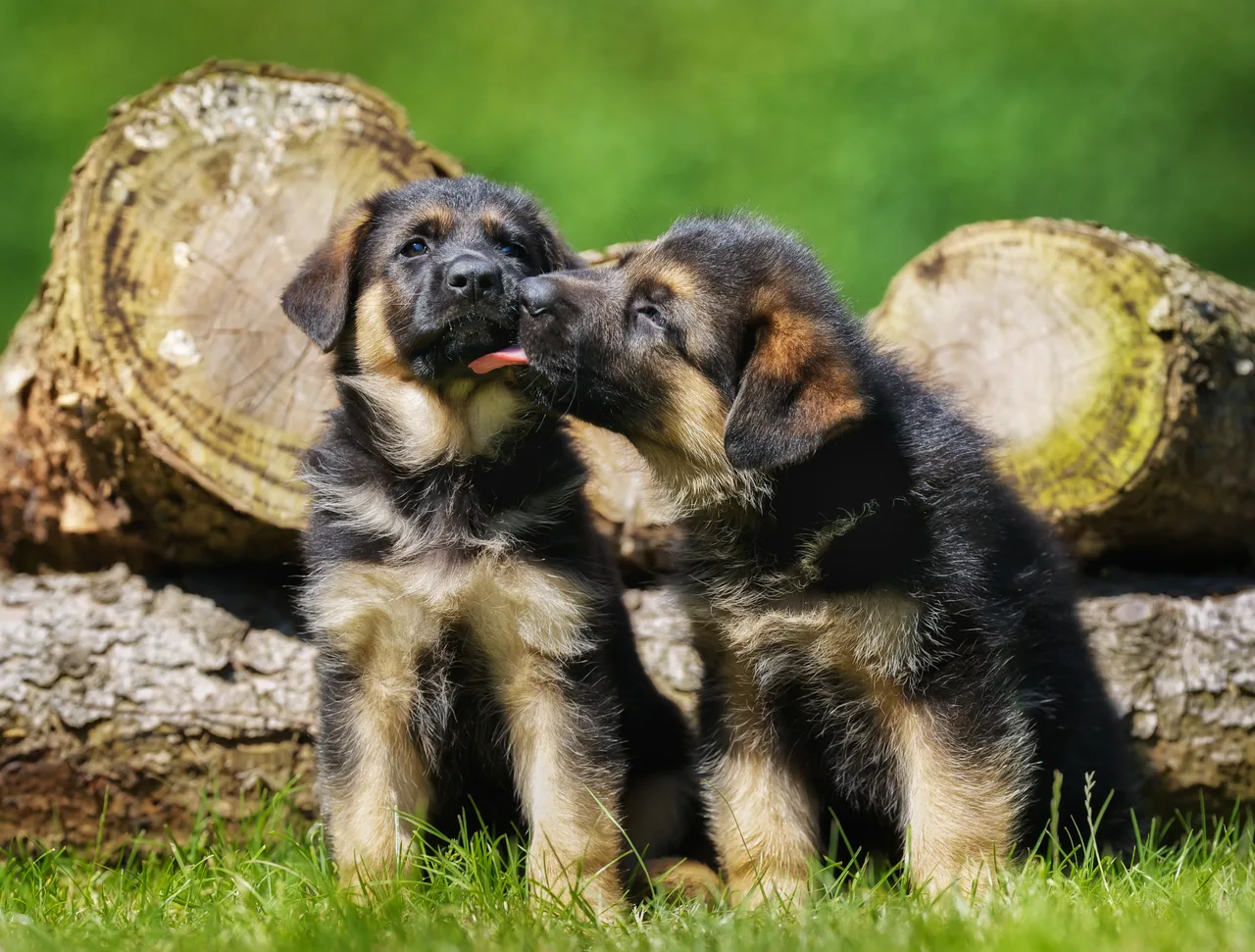 Photo de Berger allemand