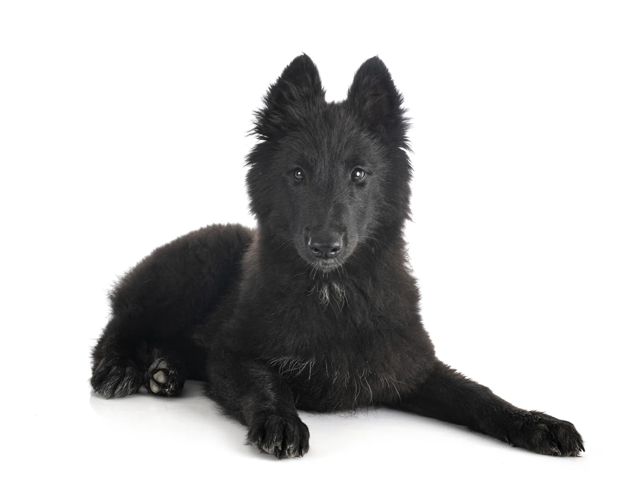 Photo de Berger belge Groenendael