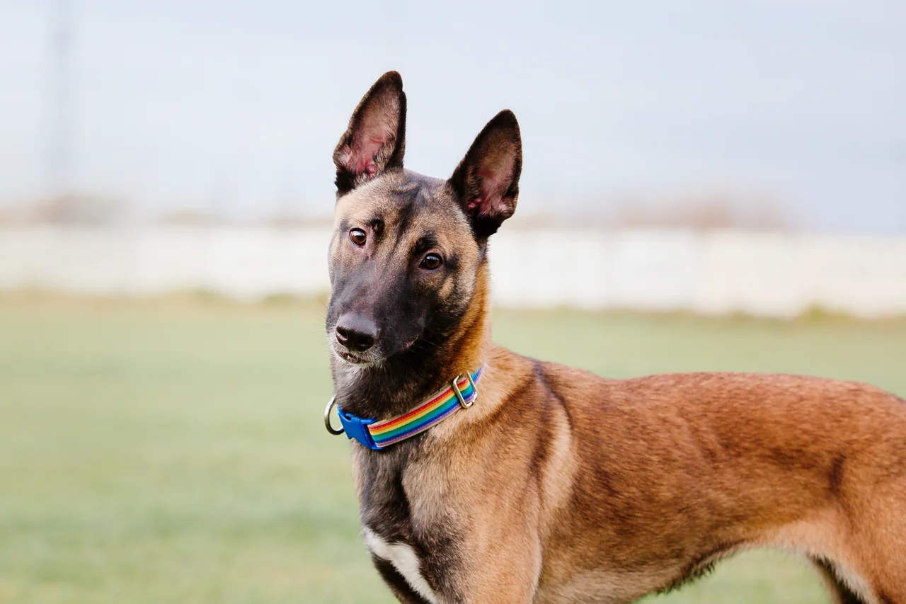 Photo de Berger belge Malinois