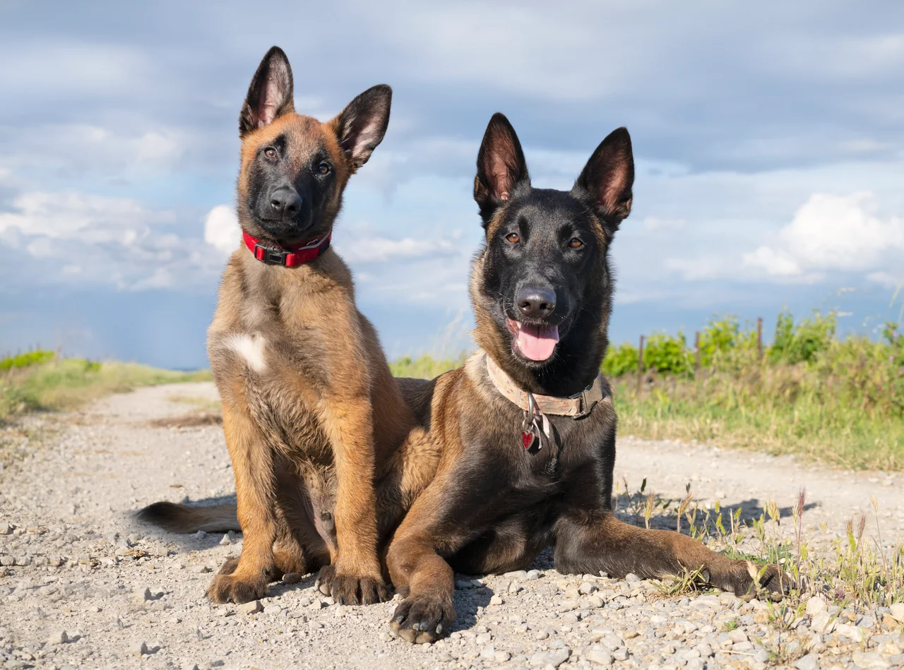 Photo de Berger belge Malinois