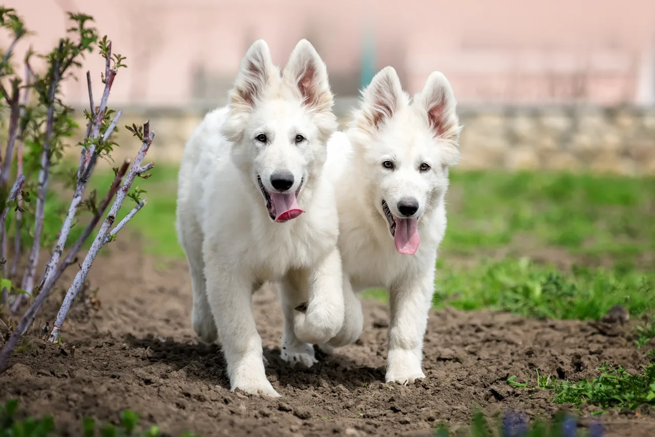 Photo de Berger blanc suisse