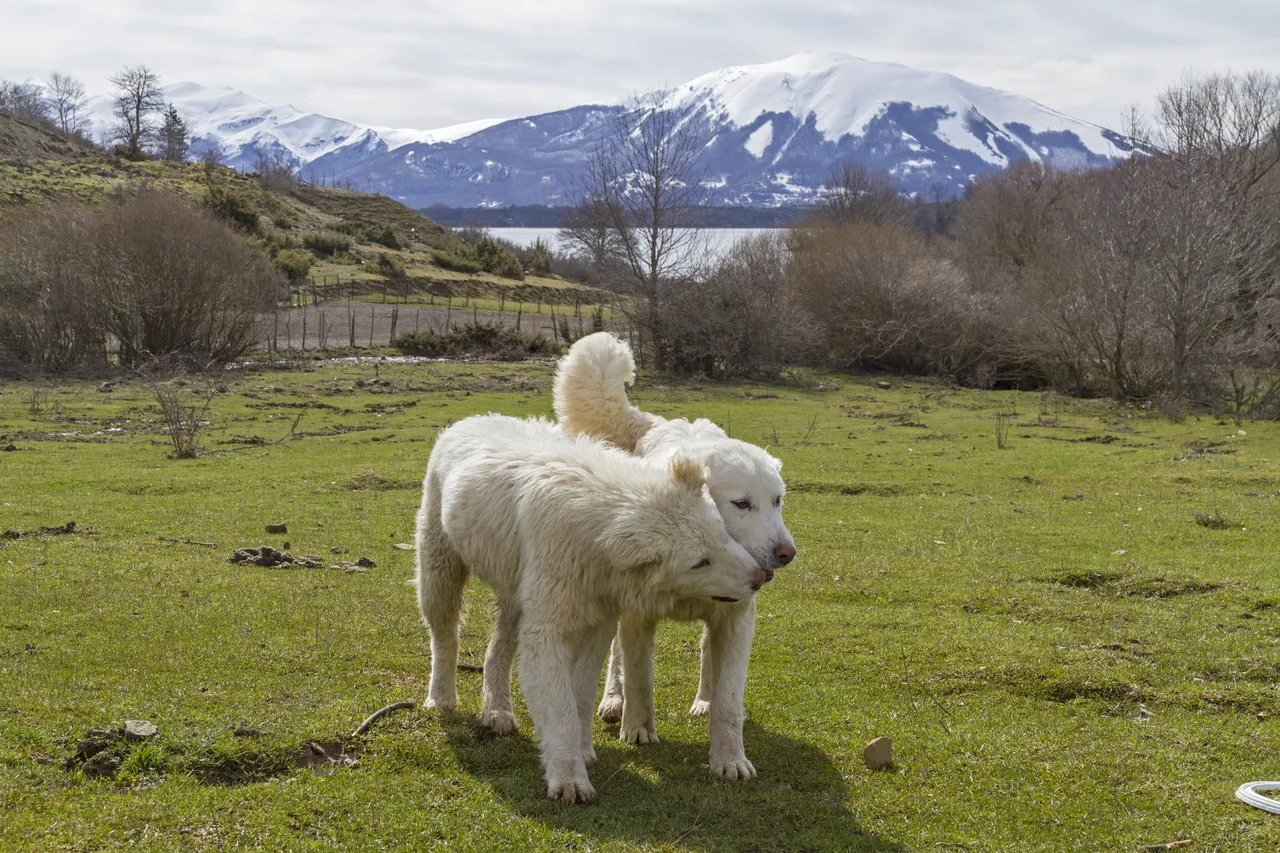 Photo de Berger des Abruzzes et de la Maremme