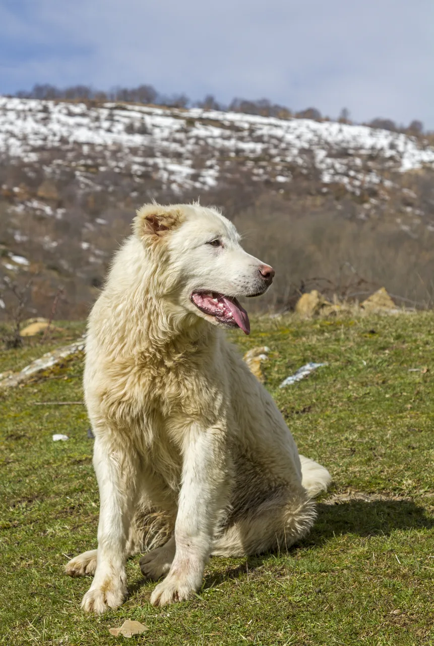 Photo de Berger des Abruzzes et de la Maremme