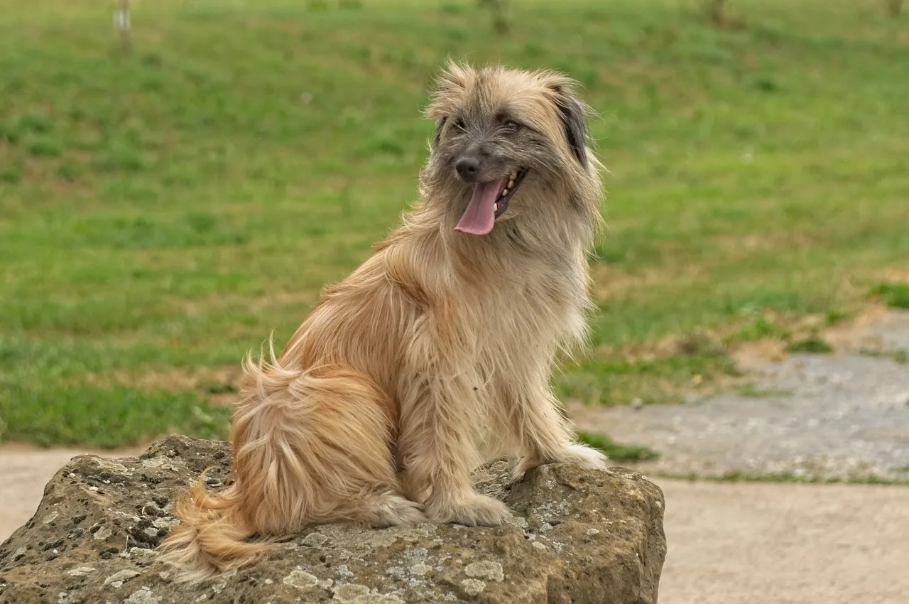 Photo de Berger des Pyrénées à face rase