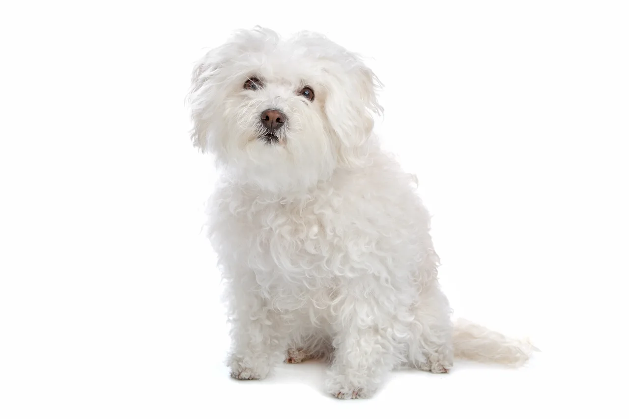Photo de Bichon bolonais