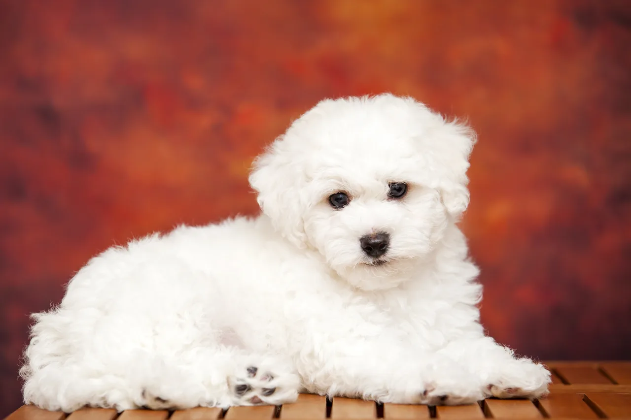 Photo de Bichon bolonais