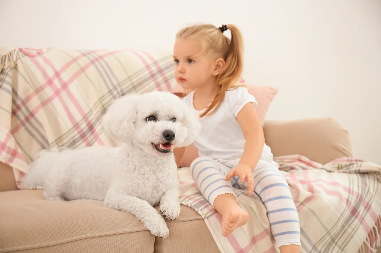 Photo de Bichon frisé
