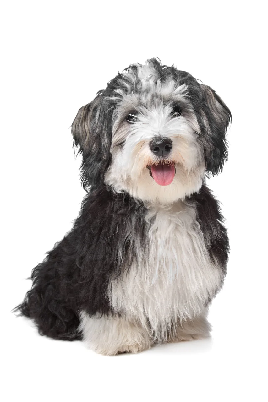 Photo de Bichon havanais