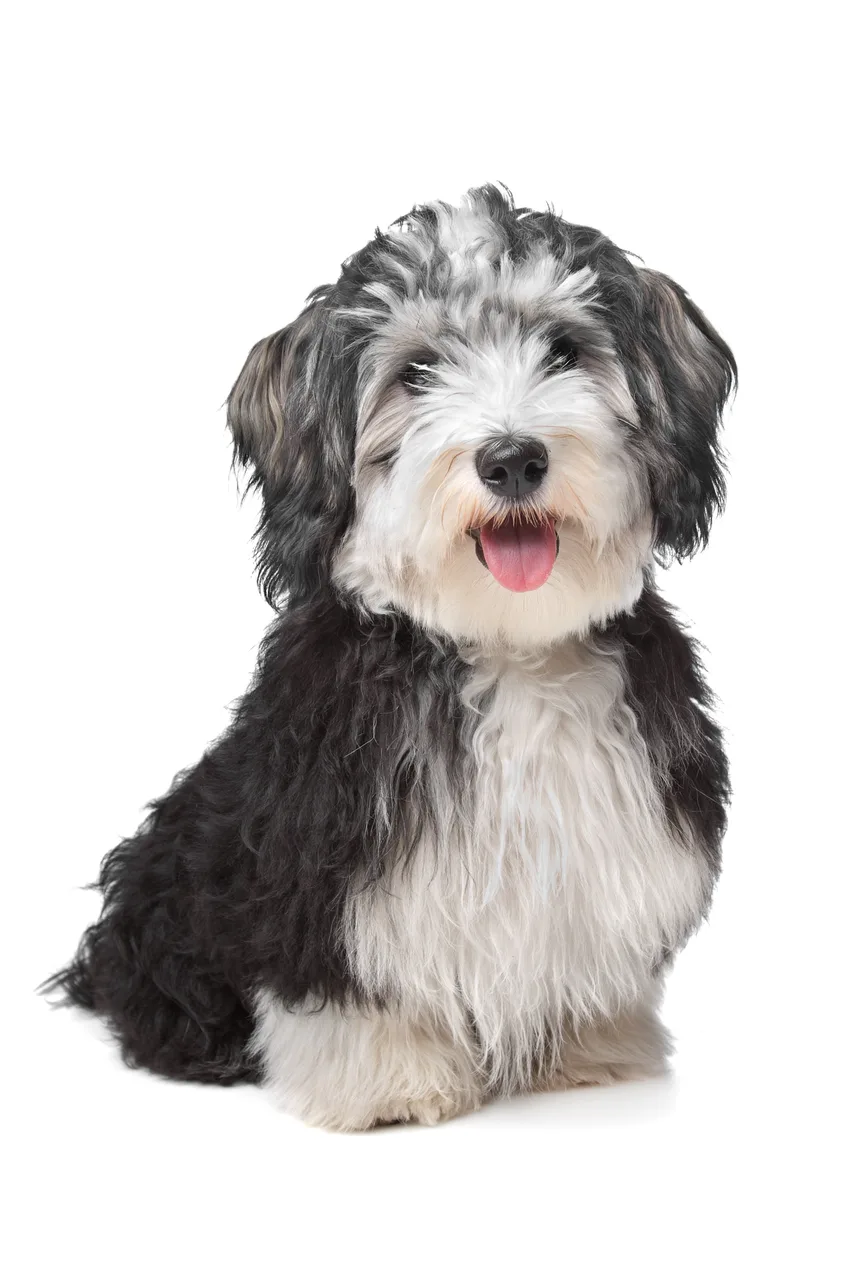 Photo de Bichon havanais