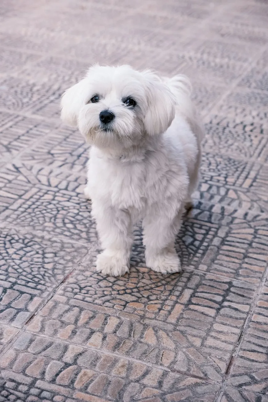 Photo de Bichon maltais