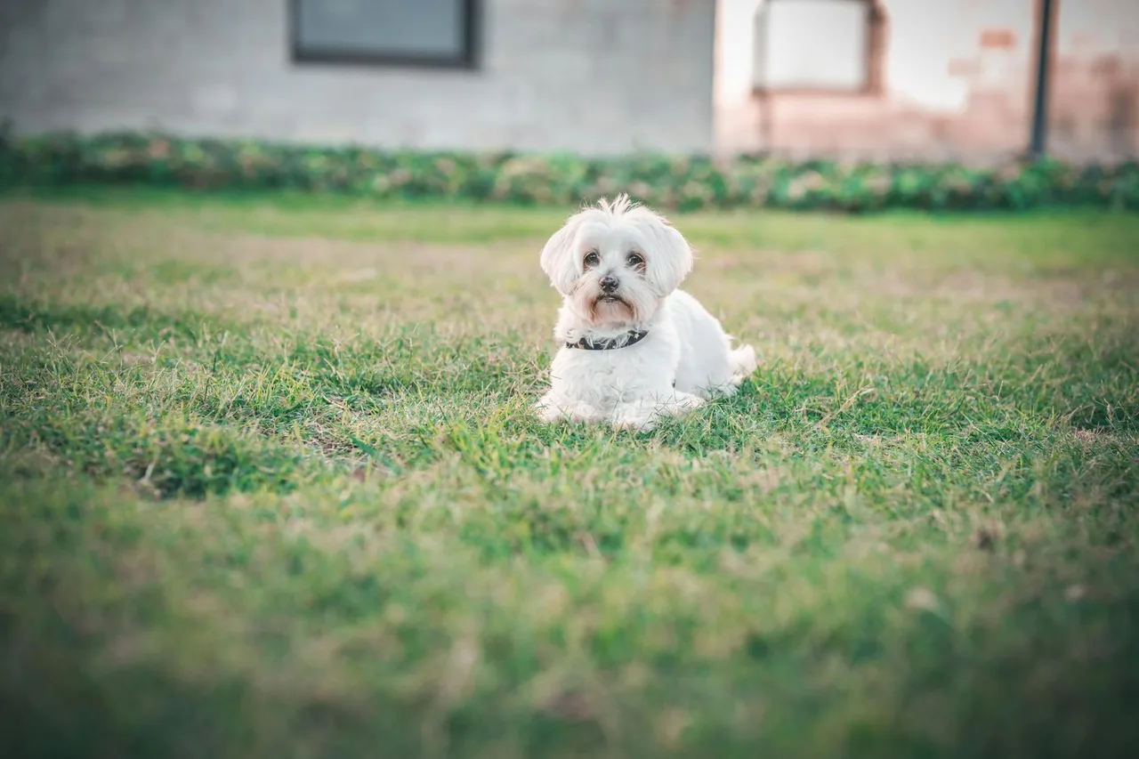Photo de Bichon maltais
