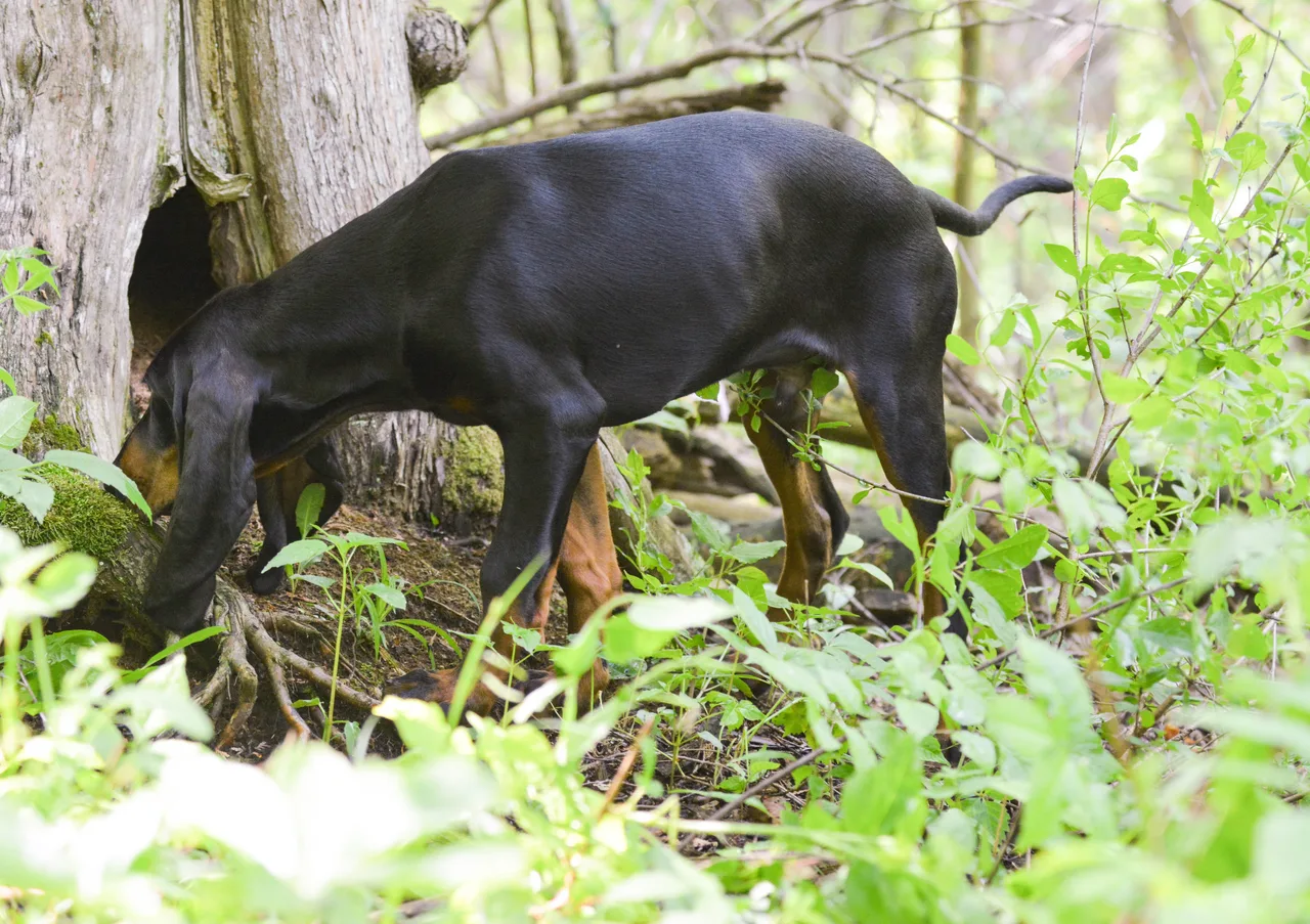 Photo de Black and Tan Coonhound