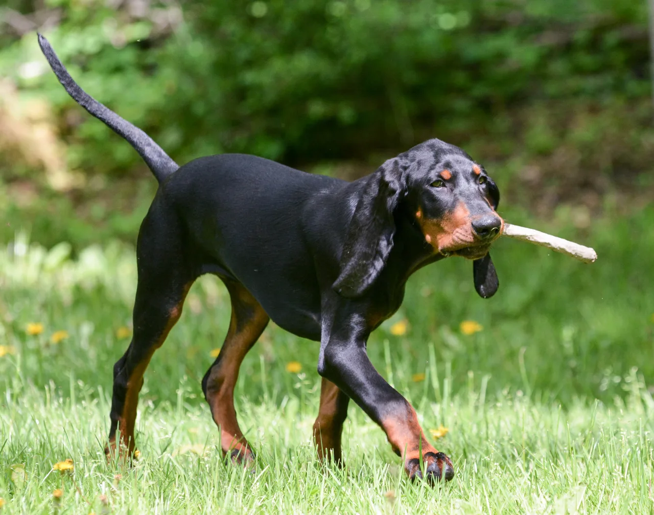 Photo de Black and Tan Coonhound