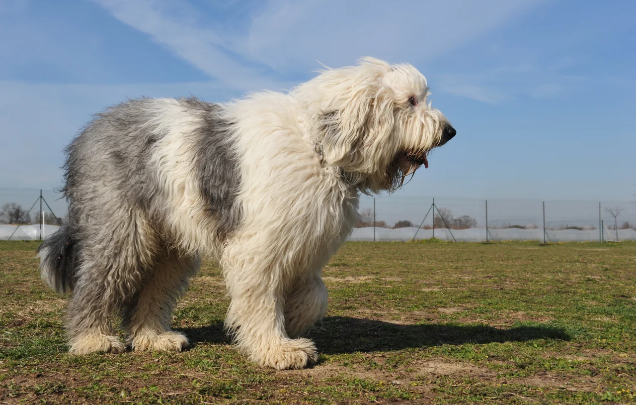 Photo de Bobtail