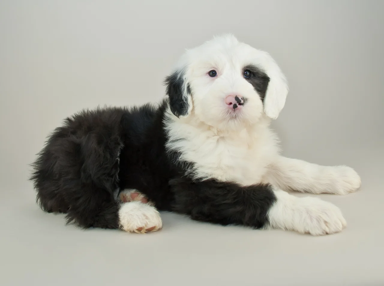 Photo de Bobtail