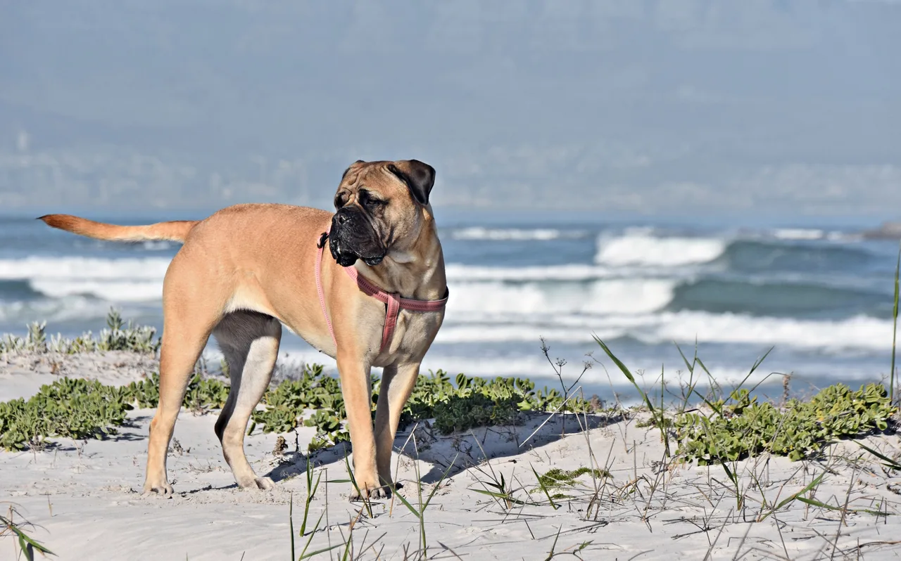 Photo de Boerboel