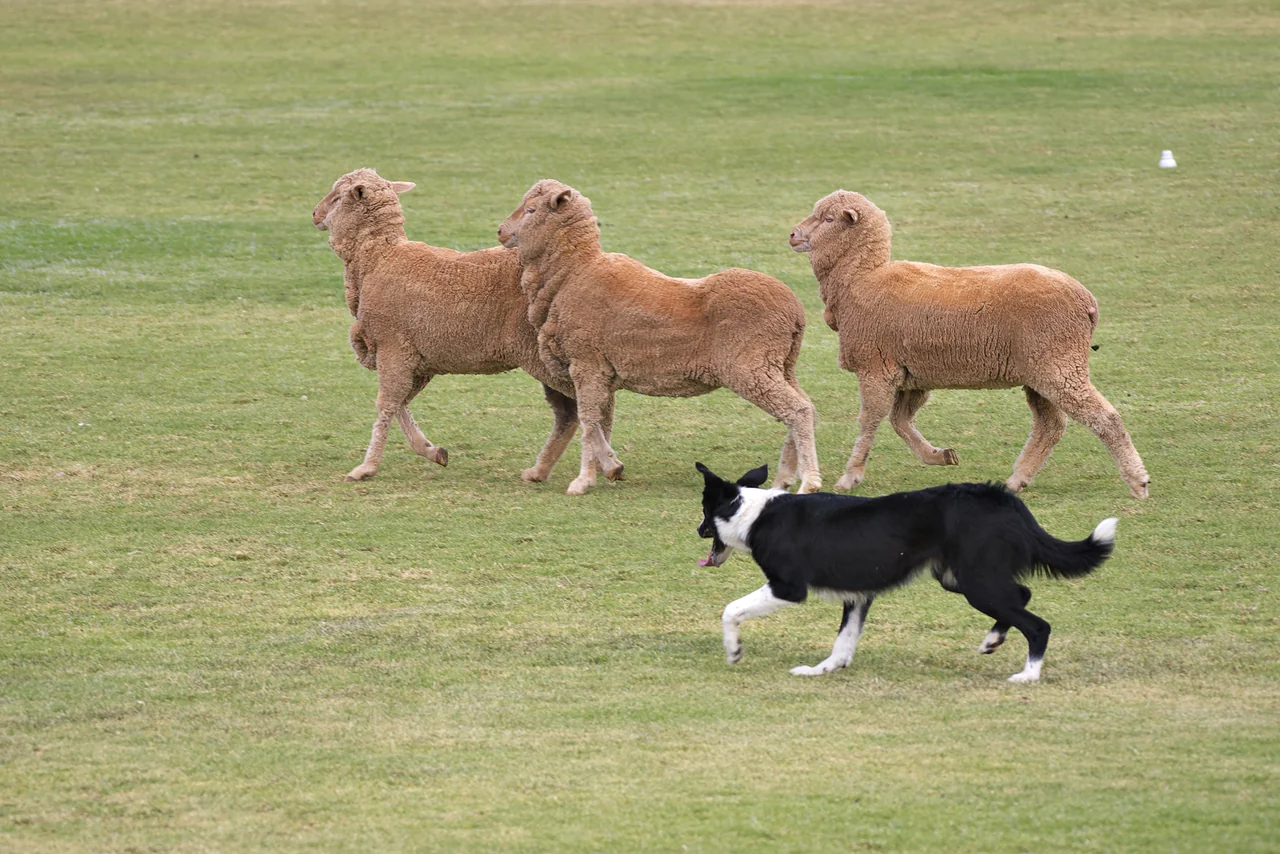 Photo de Border Collie