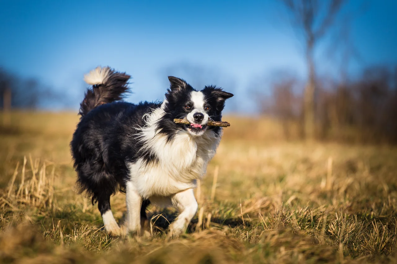 Photo de Border Collie