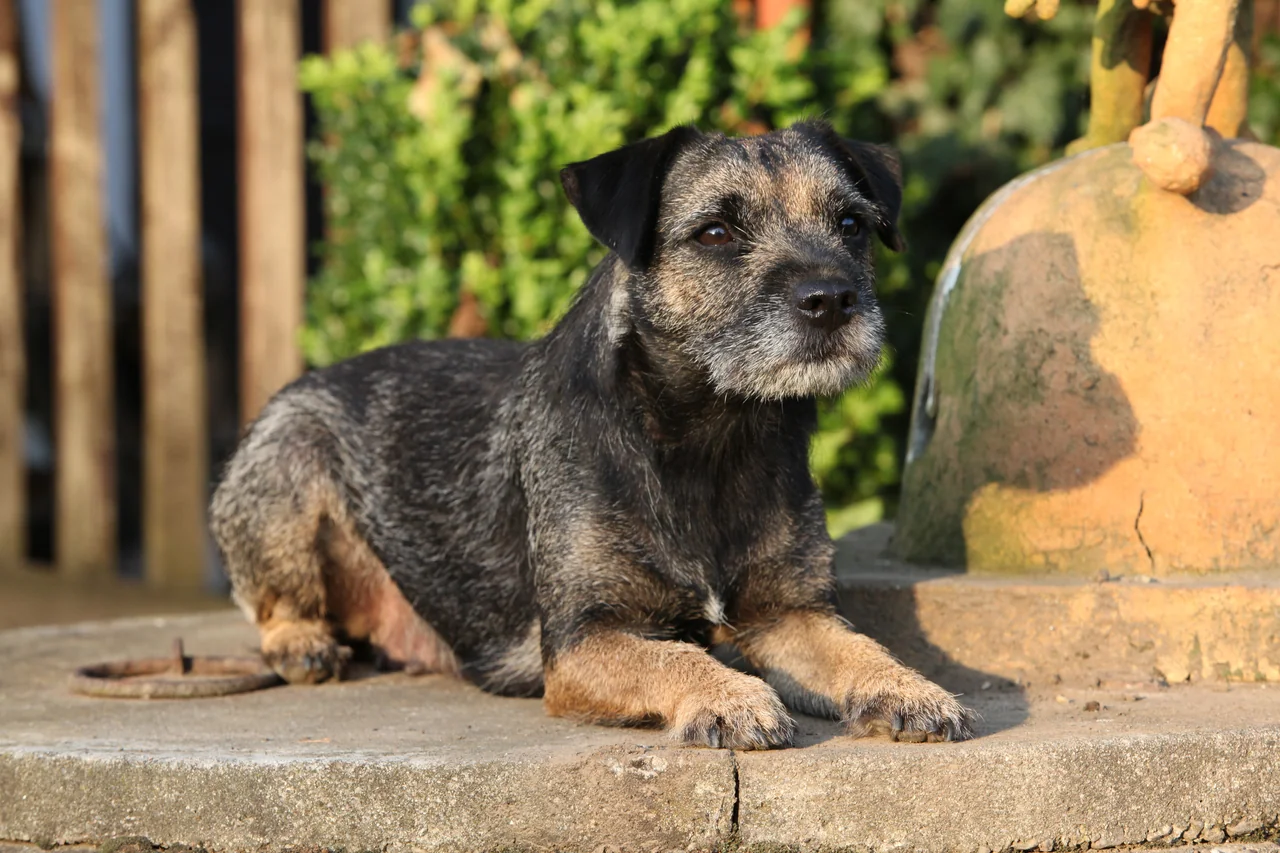 Photo de Border Terrier