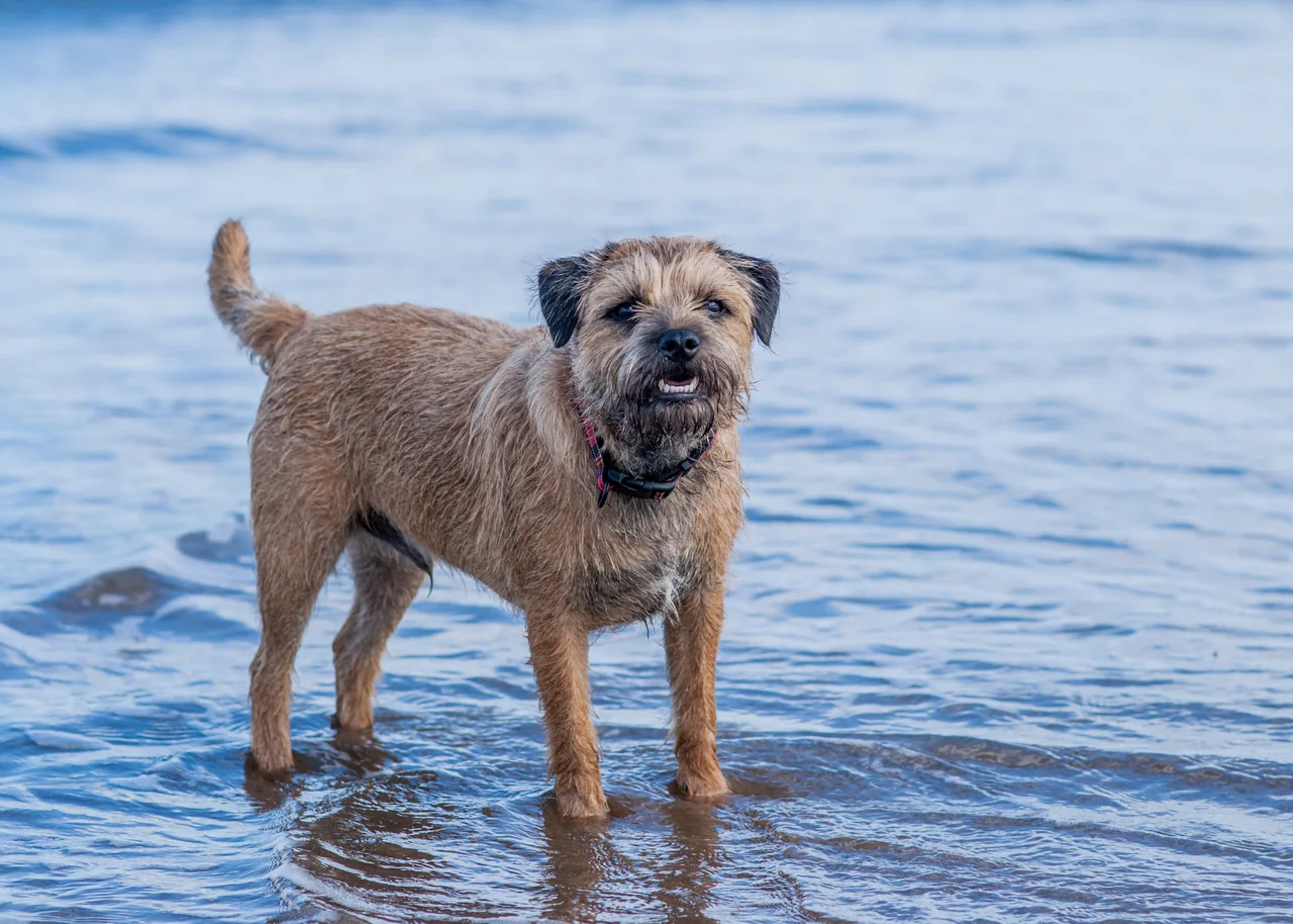 Photo de Border Terrier