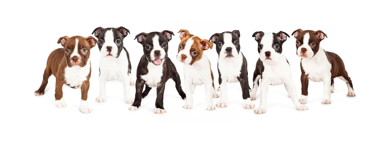 Photo de Boston Terrier