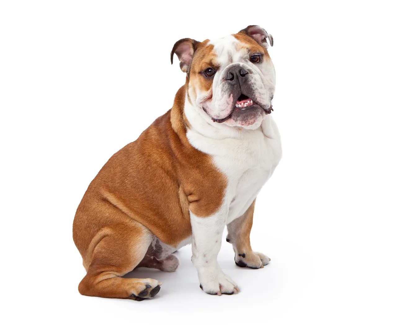 Photo de Bouledogue anglais