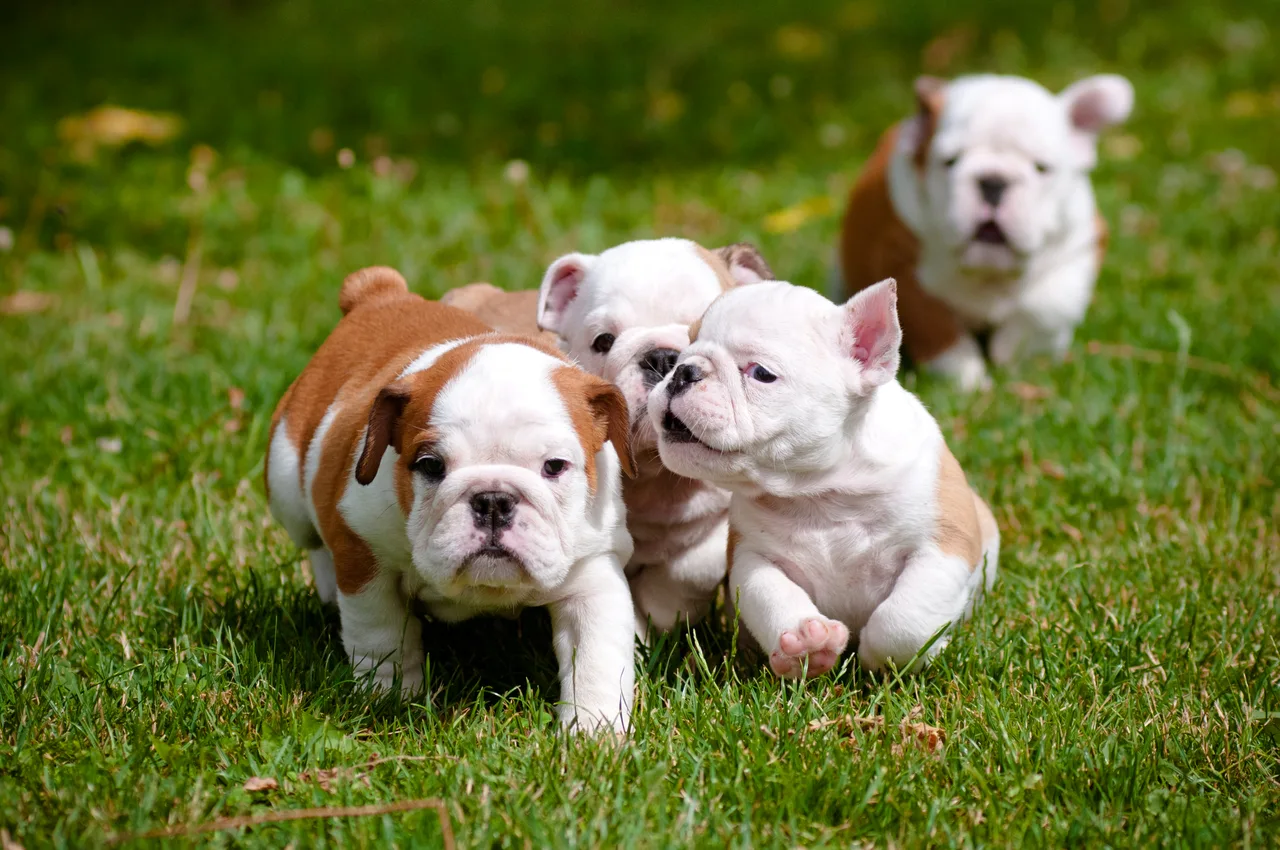 Photo de Bouledogue anglais