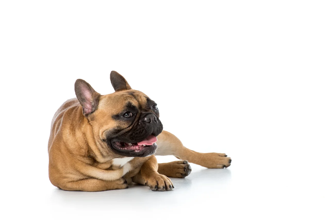 Photo de Bouledogue français