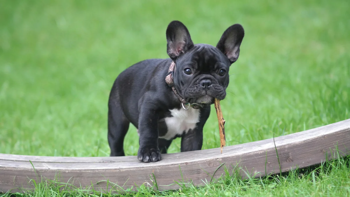 Photo de Bouledogue français