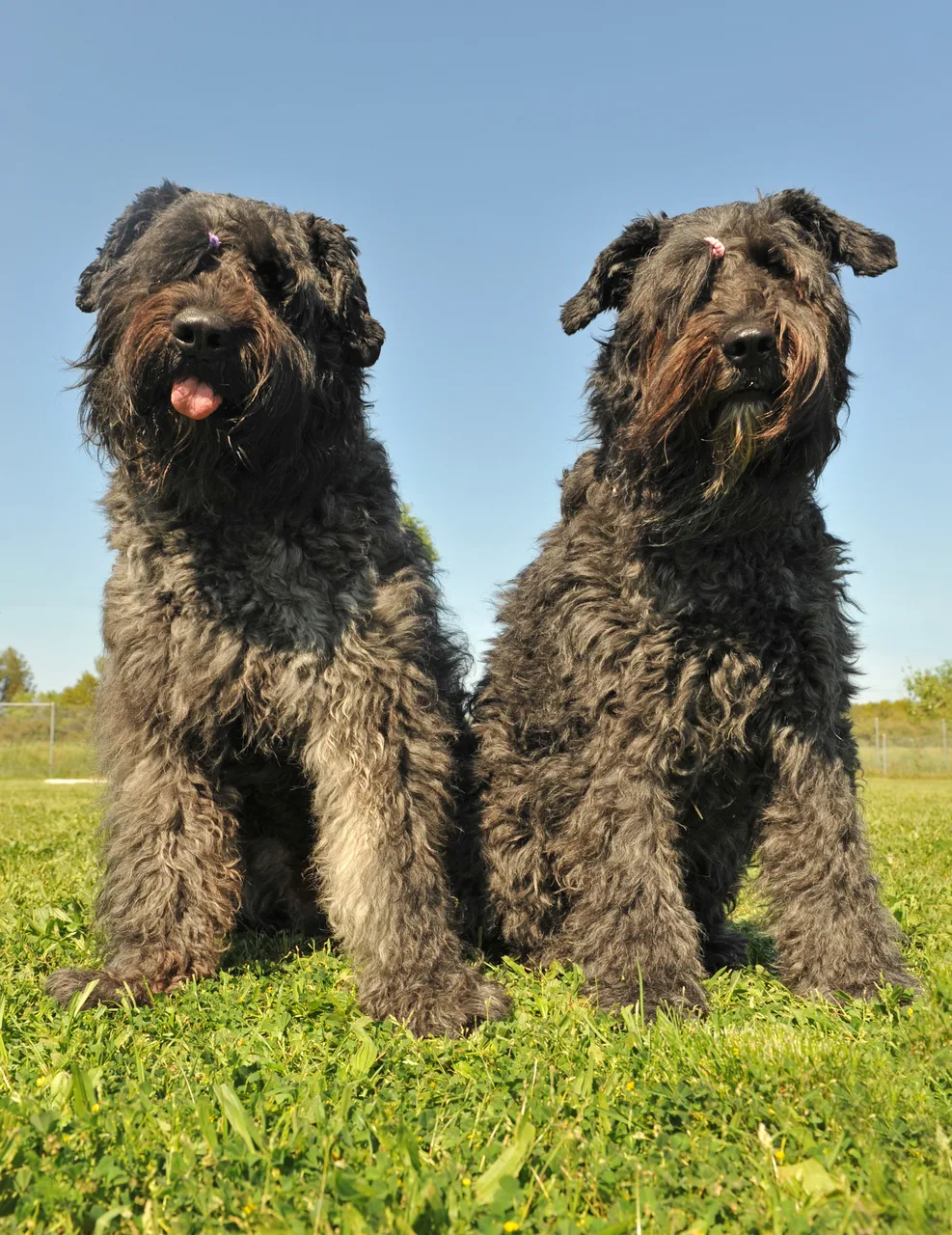 Photo de Bouvier des Flandres