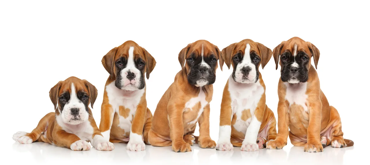 Photo de Boxer