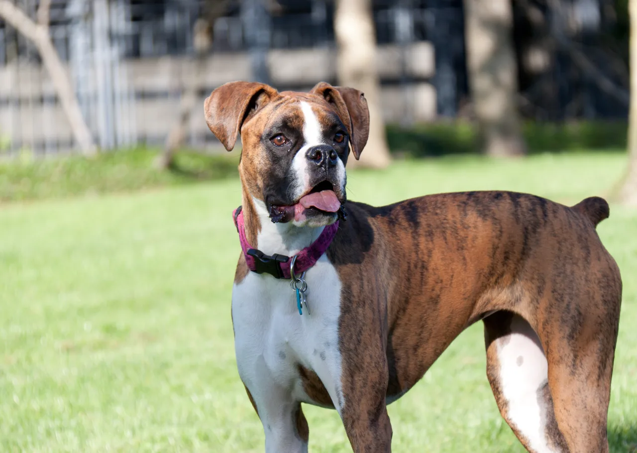 Photo de Boxer