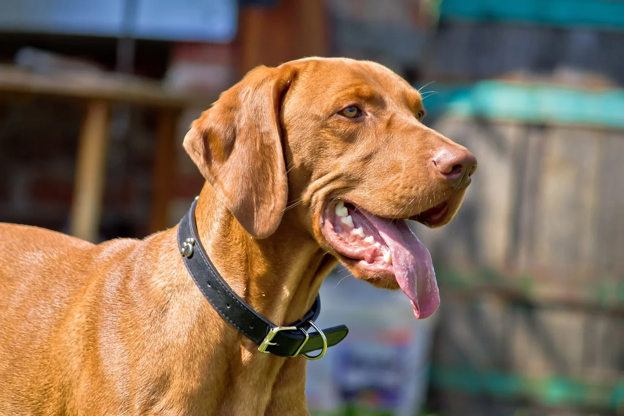 Photo de Braque hongrois à poil court (Vizsla)