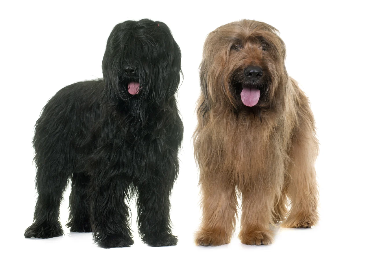 Photo de Briard