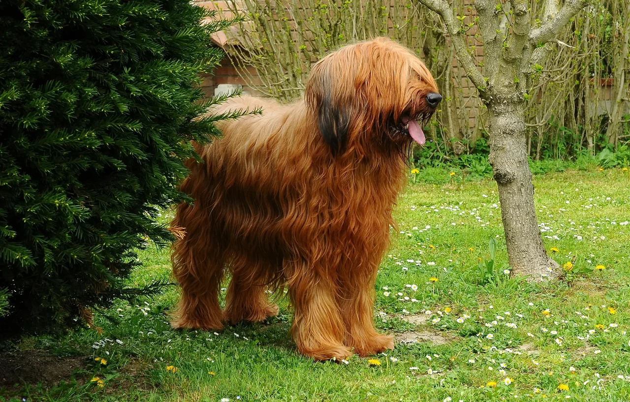 Photo de Briard