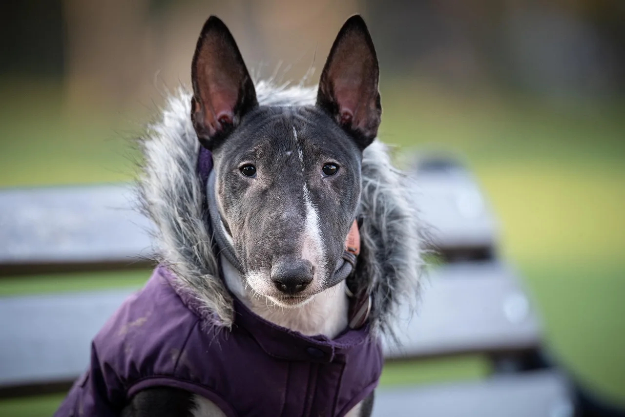 Photo de Bull Terrier miniature