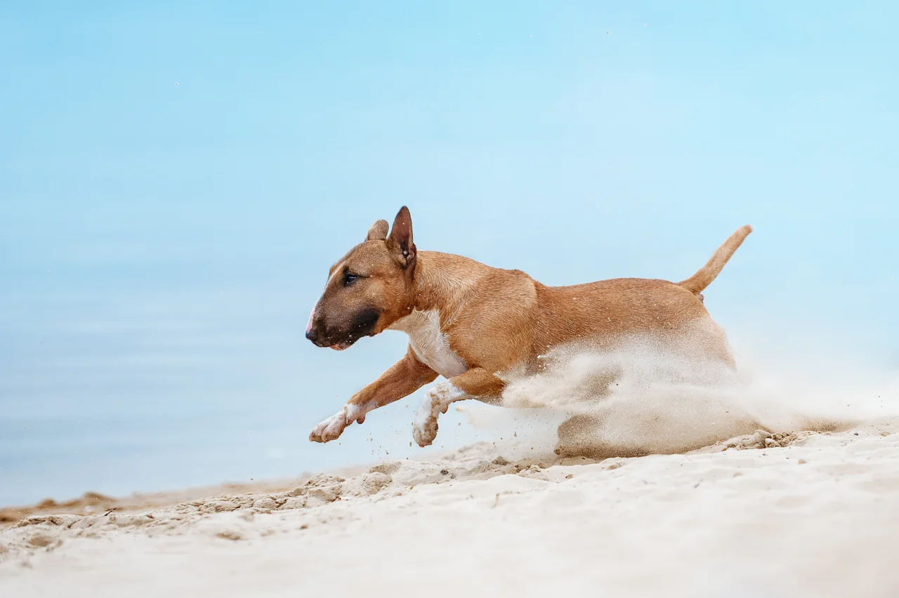 Photo de Bull Terrier