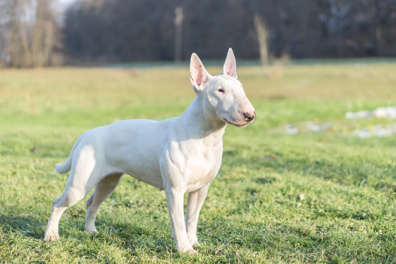 Photo de Bull Terrier