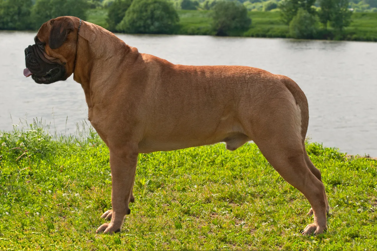 Photo de Bullmastiff