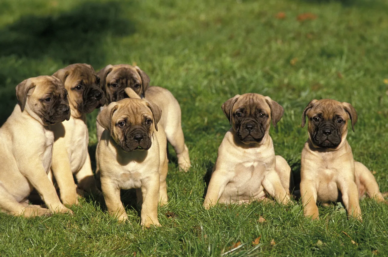 Photo de Bullmastiff