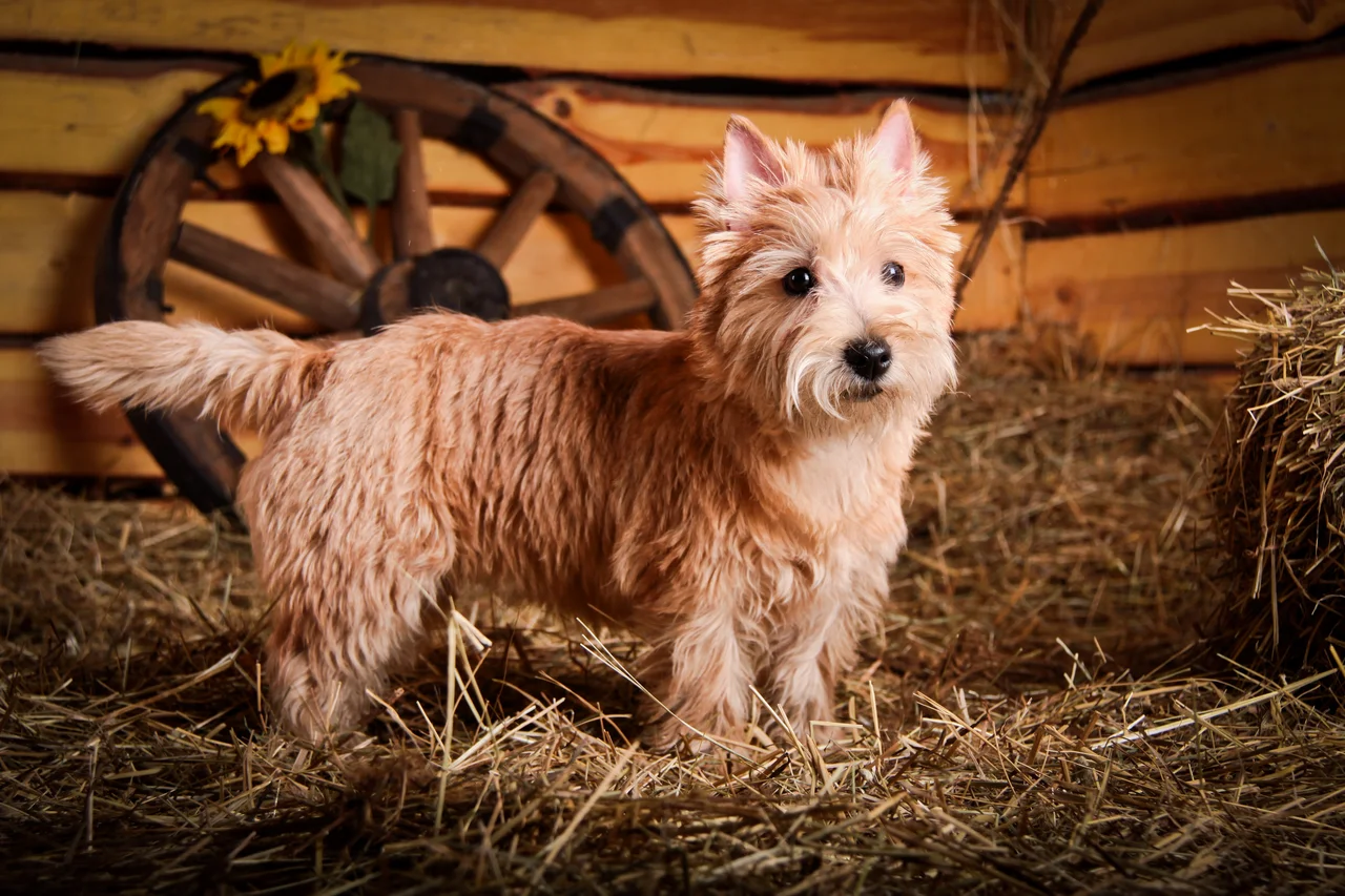 Photo de Cairn Terrier