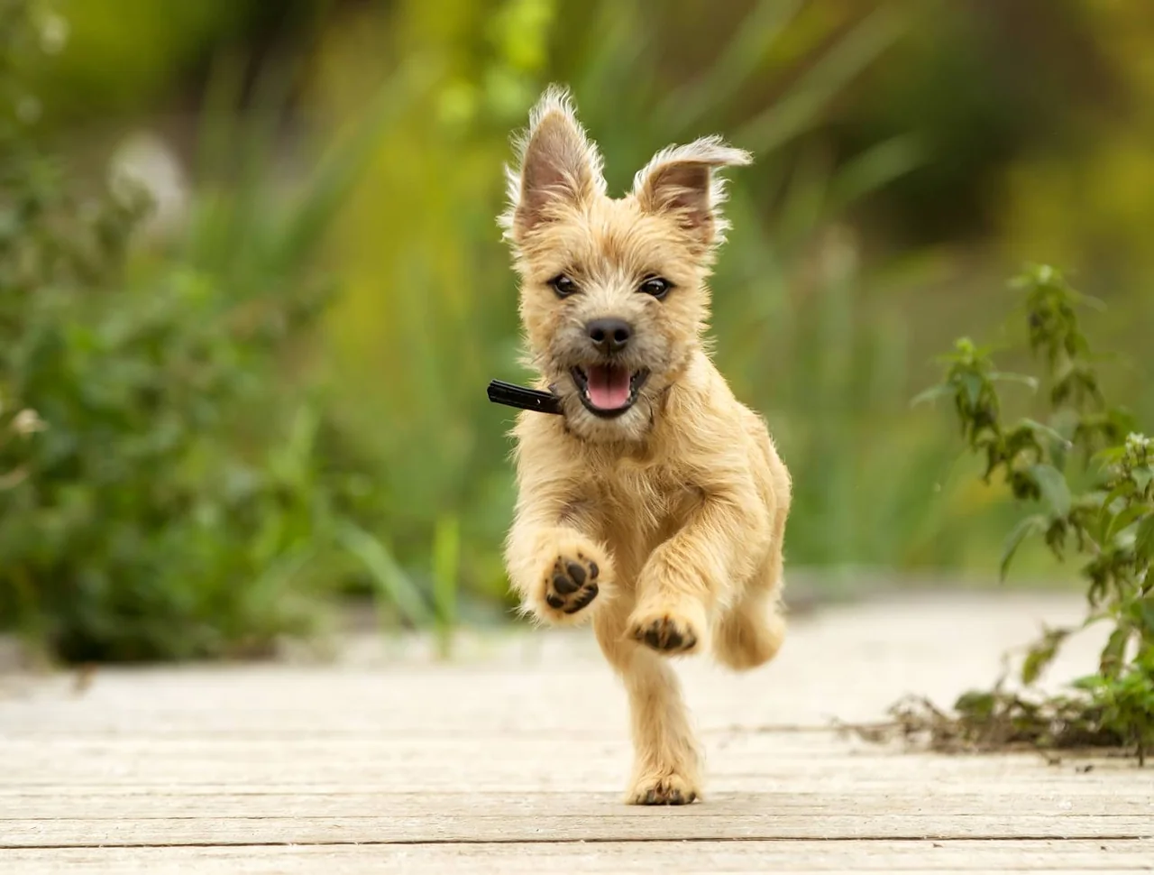 Photo de Cairn Terrier