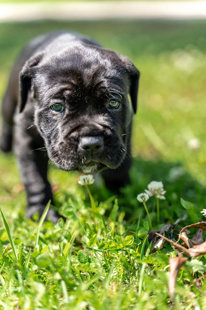 Photo de Cane Corso
