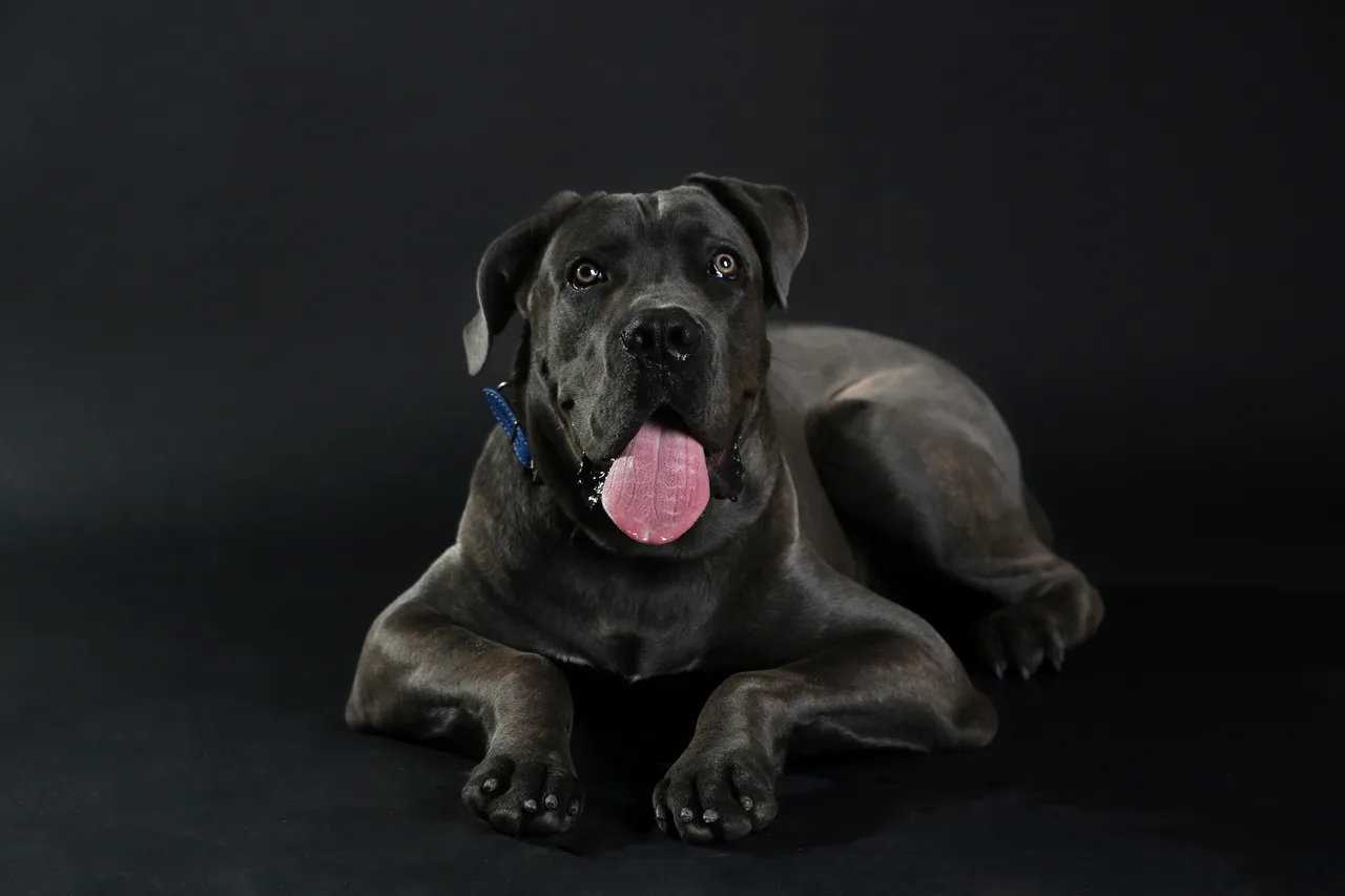 Photo de Cane Corso